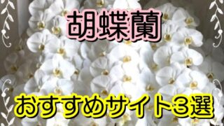 【胡蝶蘭】をお祝いに贈りたい！おすすめ通販サイト3選 